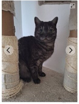 Lili- britská mačička