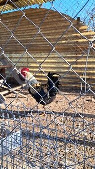 Kohútkovia- 9 mesiacov