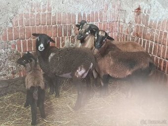 Predam kamerunske ovce