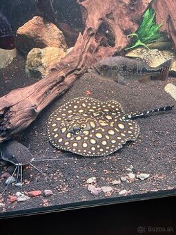 Potamotrygon , raja