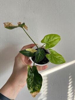 Syngonium Aurea