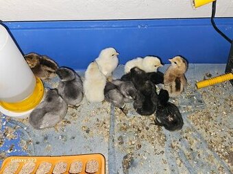 Predám kurčata araucana