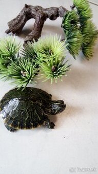 Vodna korytnacka 5cm