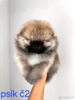 Pomeranian mini