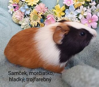 Morčiatka samčekovia