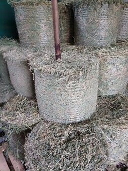 lucerka