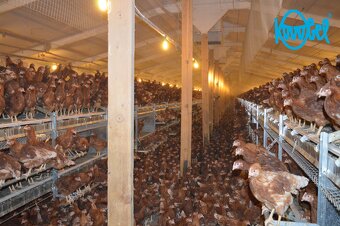 Nosnice leghorn