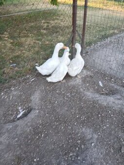Predam kacice, akuriatka Kalimero Araucana
