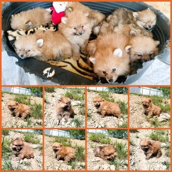 Darujem mini chlpaté šteniatka - mix nemecký špic