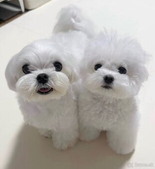 K dispozícii sú rozkošné šteniatka maltézskeho teriéra.