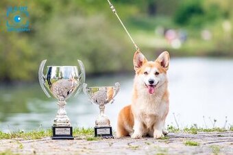 Predám šteniatka plemena Welsh Corgi Pembroke