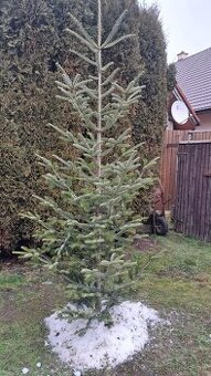 Vianočný stromček