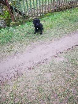 Labrador, šteniatka