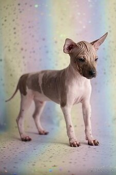 Americký bezsrstý terrier s PP FCI