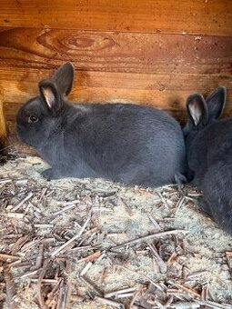 Viedensky modry kralik