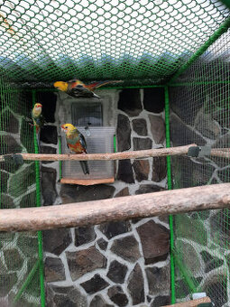 Penant červená straka