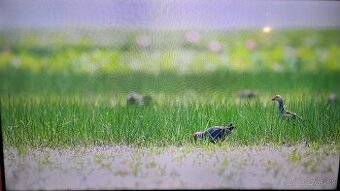 SMART LED TV Samsung