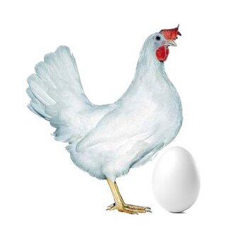 NOSNICE DOMINANT LEGHORN D229 