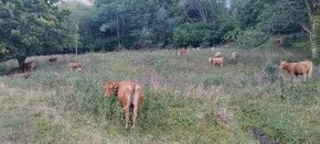 Pastier hovädzieho dobytka - Pracovník ŽV