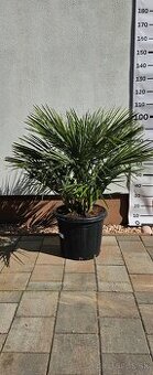 Palma č.14 Chamaerops humilis
