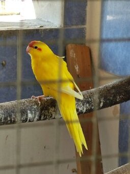 Kakarik