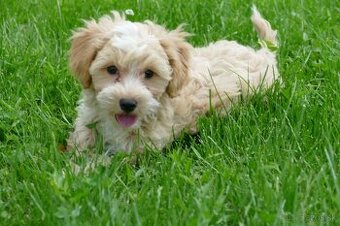 Maltipoo (malteze +Pudel = maltipoo)