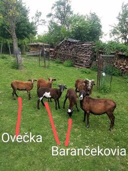 Predám ovce