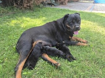 Šteniatka Rottweilera s PP na predaj 🐾