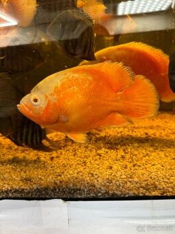 Ocellatus