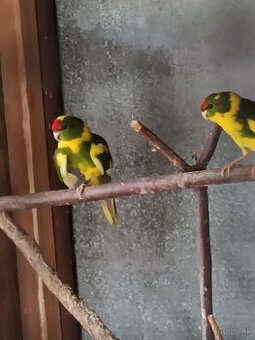 Kakariky , korely - 1