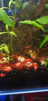 krevetky neocaridina red
