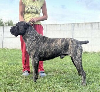 Cane corso