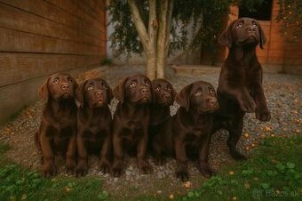 Šteniatka labradora – pripravené na odber