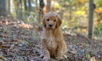 Ponúkam šteniatka Goldendoodle (fenky)