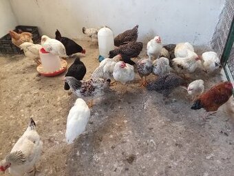 Predám tohtoročných kohútov - 1