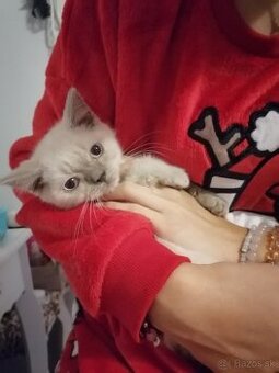 Britský colorpoint kocúrik