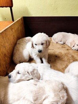 Zlatý retriever šteniatka