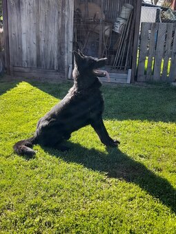 Ponuka krytia nemecky ovciak