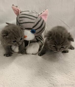 Britské modré mačiatka