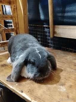 Predám samičku francúzsky baran