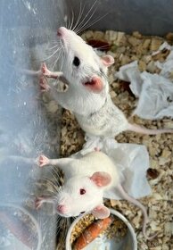 Darujem  mladé samičky potkanov