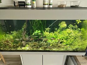 akvarijne rastliny - 1