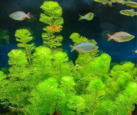 Akvarijne rastliny+Krevetky+Gupky(Gupka-Pavie ocko) - 1