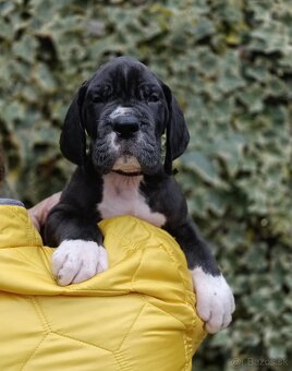 Nemecka doga s PP