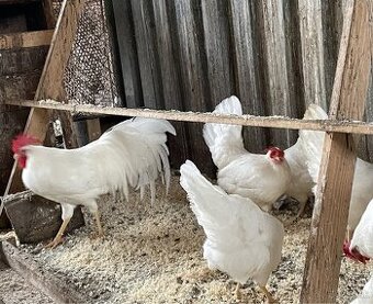 americký leghorn