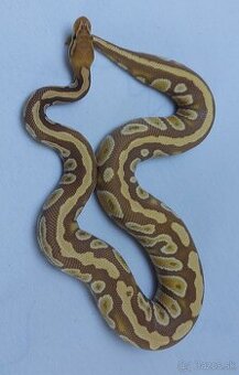 Python regius
