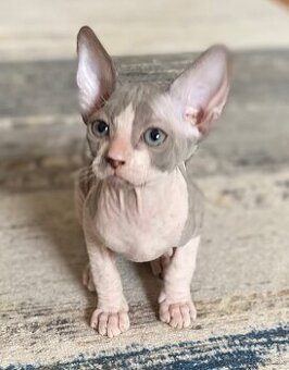 Don Sphynx