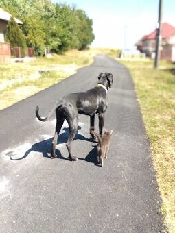 Nemecká doga