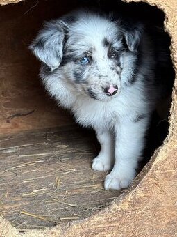 Border kolie blue merle