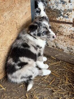 Border kolia blue merle